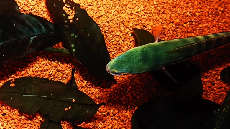 小盾鳢混养苏里南黑牙鱼