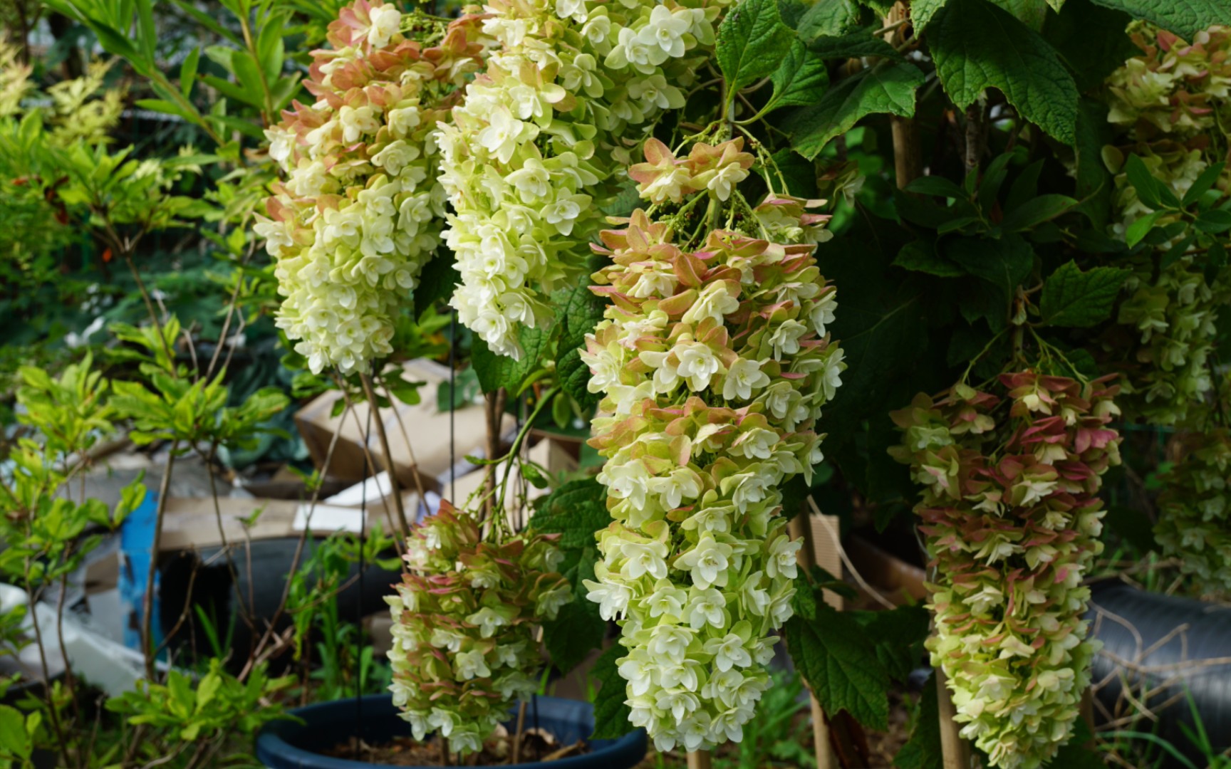 栎叶绣球61雪花(秋色)