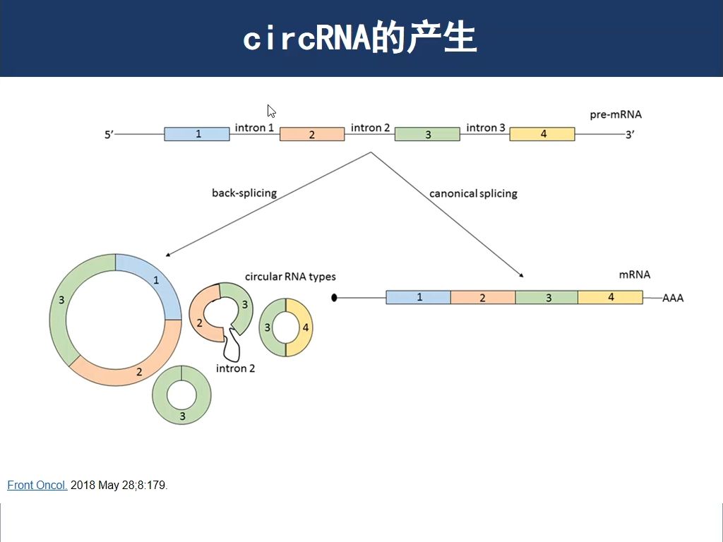 circRNA是如何生成的哔哩哔哩bilibili