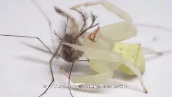 我用微距拍下透明身体的蜘蛛吃蚊子 顺带喝下人血的样子 哔哩哔哩 Bilibili