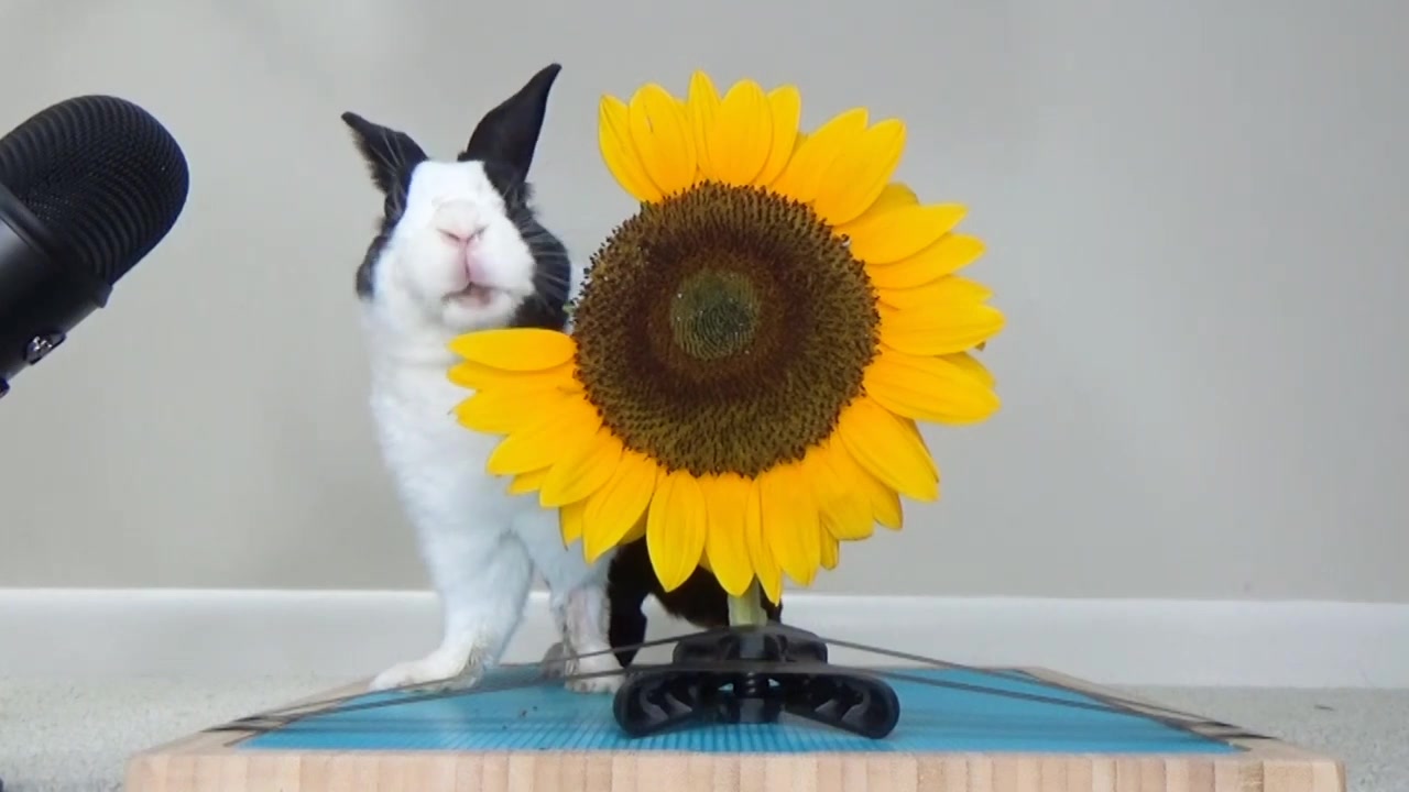 可爱熊猫兔吃向日葵,表示不好吃只想玩耍