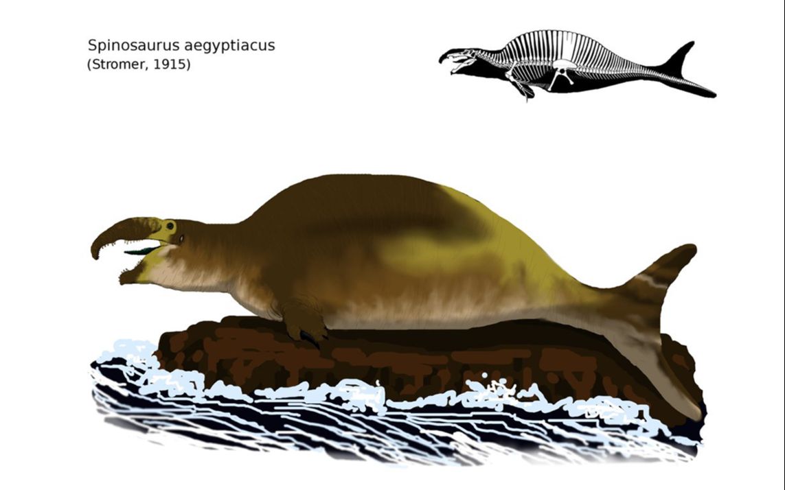 棘龙的真实样貌