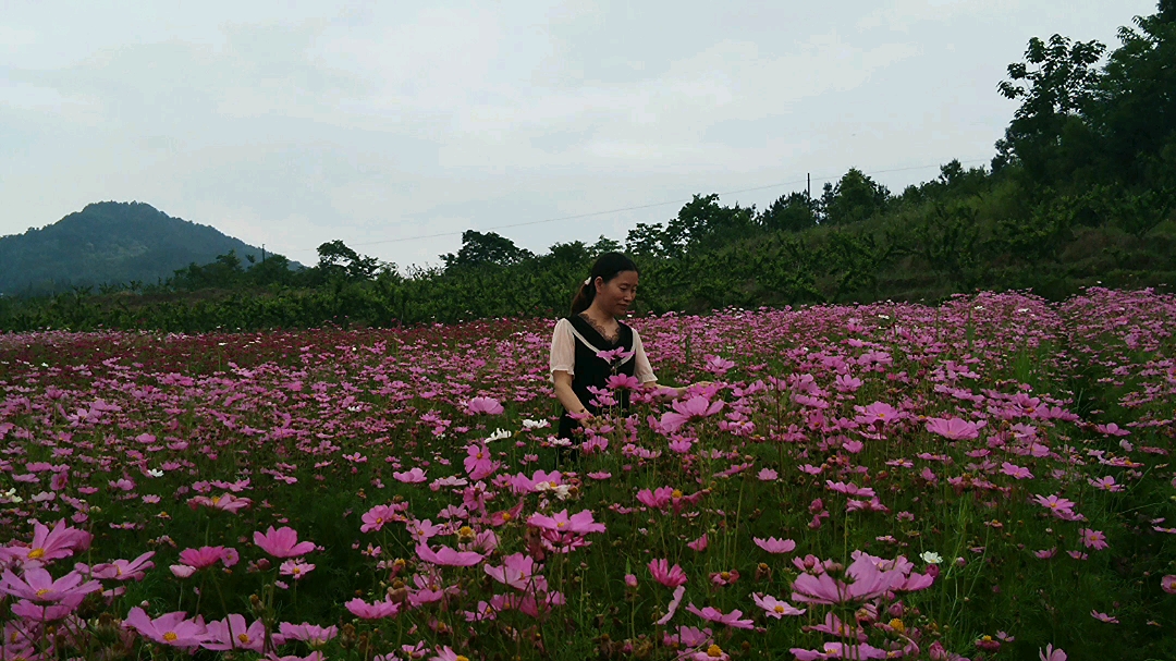 [图]端午节来汉中南郑汉山花海玩