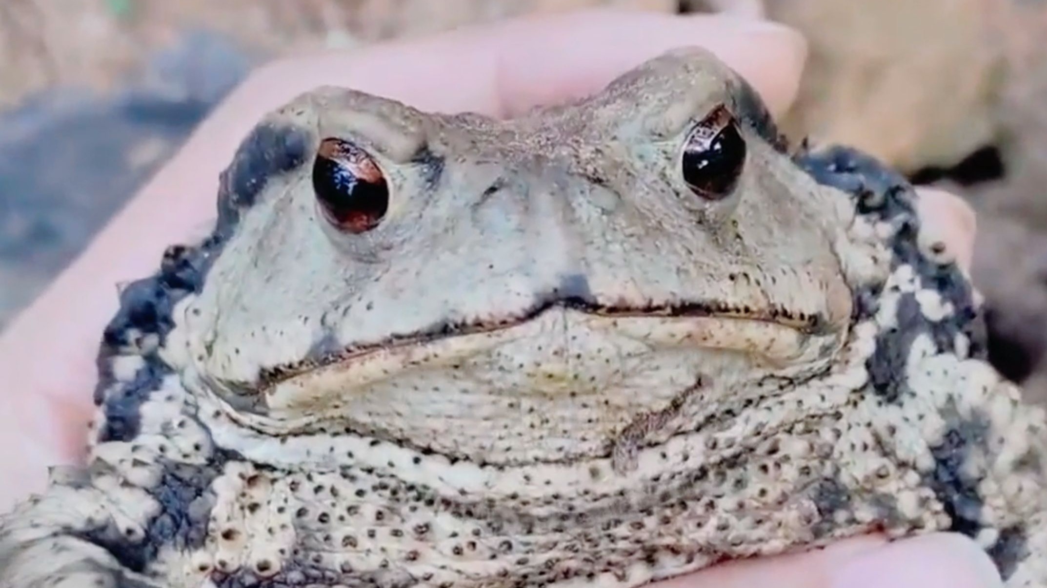 《 中 华 蟾 蜍 》只因长得不好看,就成了许多人霸凌的对象