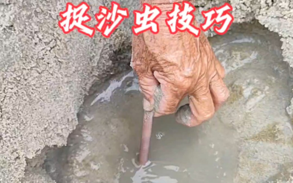 海边阿姨厉害了,看看她是怎样挖沙虫王的