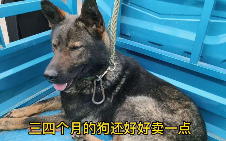 [图]曾经电影里辉煌的血狼犬，如今沦落到十块钱一斤