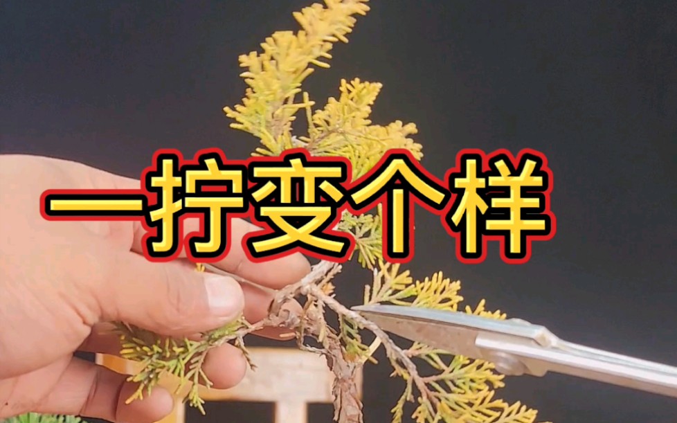 [图]一颗真柏小树的制作，马上上传这棵树制作长视频，教新手朋友们一些制作的技法。