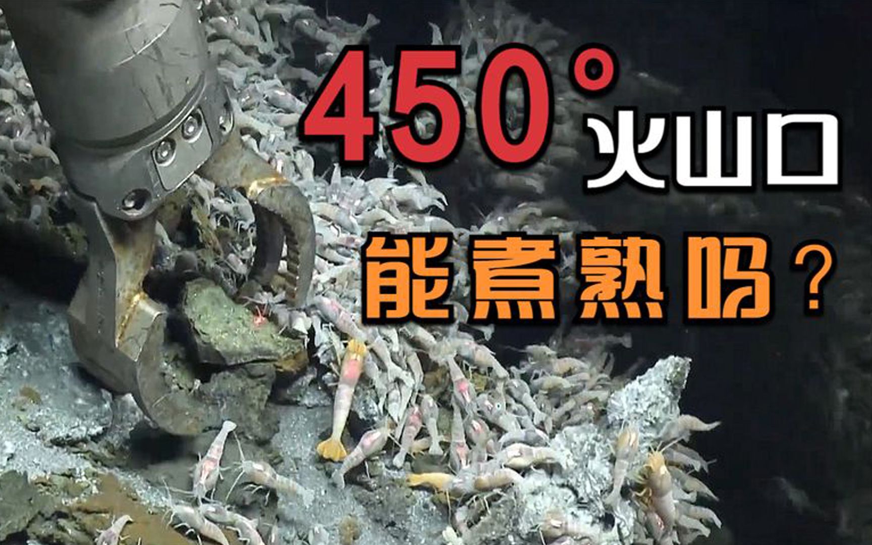 这种虾活在450度火山口,能被煮熟吗?