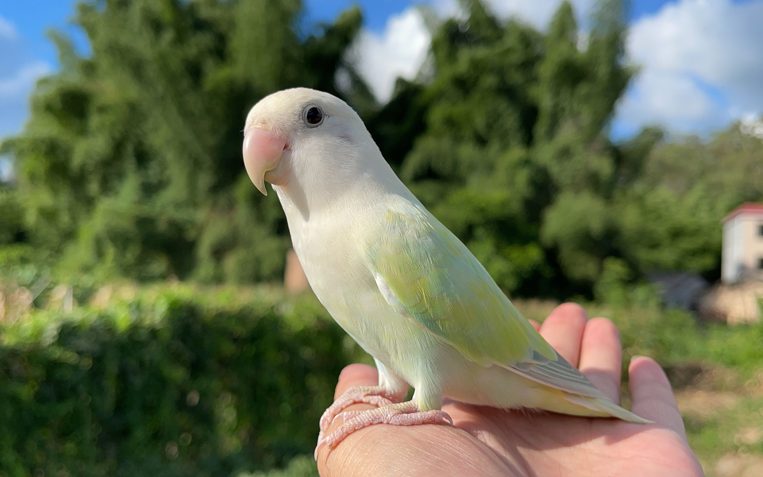 活动  晚饭后带小鹦鹉出来遛,结果它自己飞回家跑进笼子