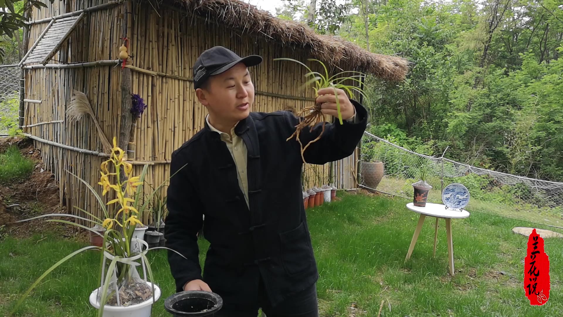 [图]上个月种植的兰草，今天翻个盆看看你根系如何