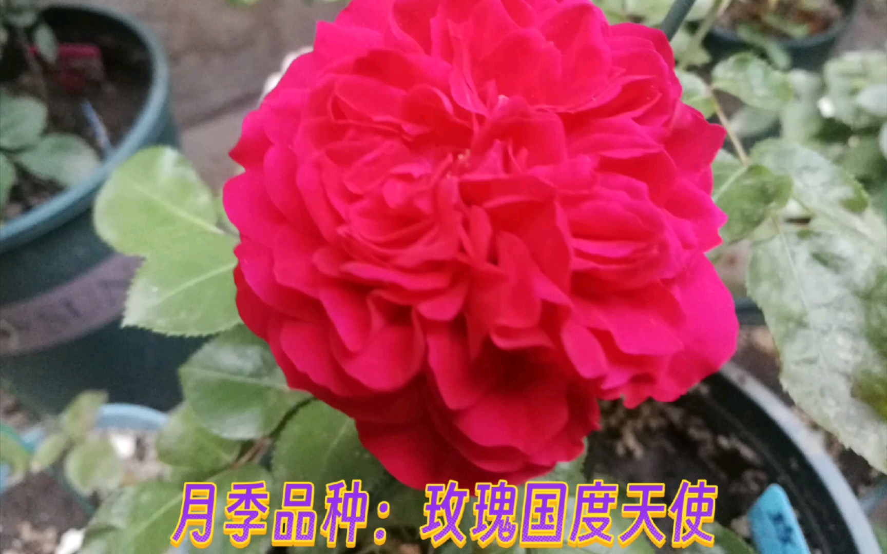 【月季品种:玫瑰国度天使】2012年由法国培育,花型很饱满,完美的杯状