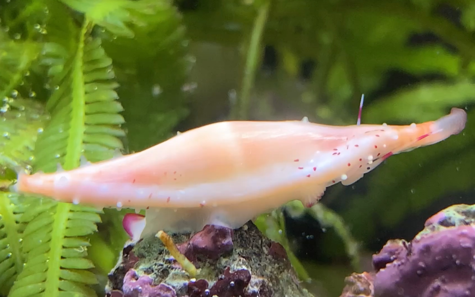 短喙骗梭螺_哔哩哔哩_bilibili