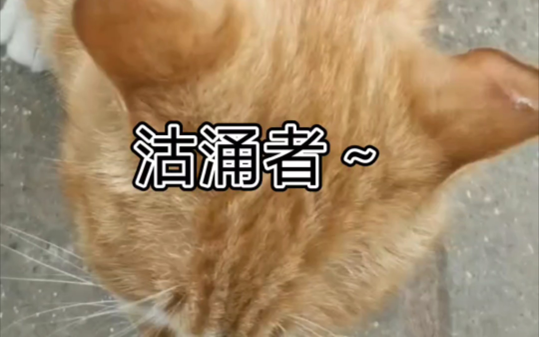 刺挠猫酒酿大丸子你坏事做尽doge刺挠学校里的大橘喵内含花絮一定看到