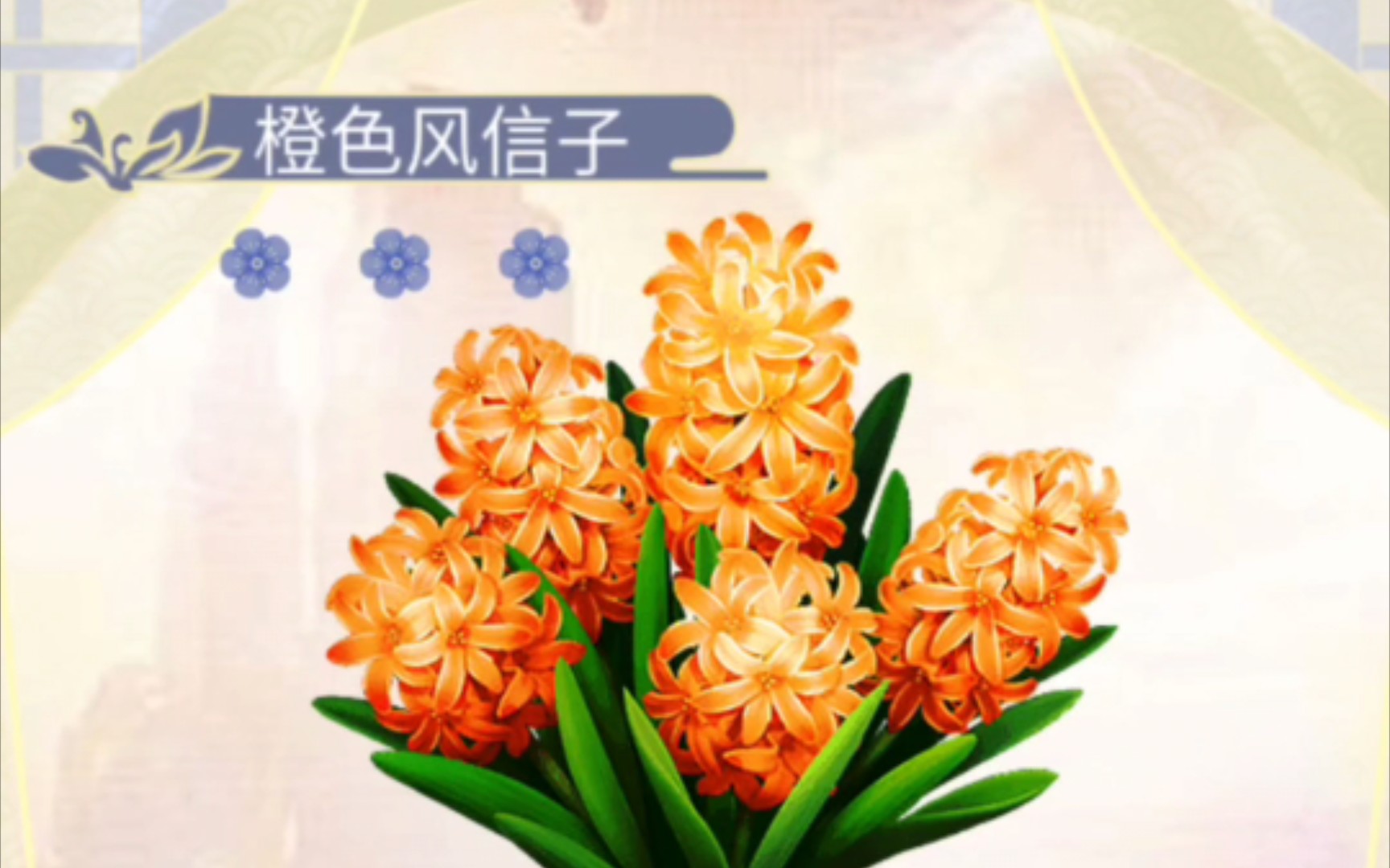 升级橙色风信子