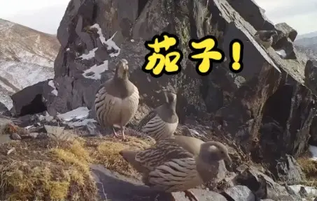 网红打卡地？青海一处风景出现七种动物！