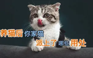 Download Video: 养猫后你家猫派上了哪些用处？