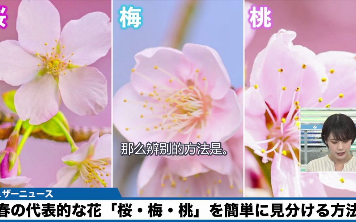 [图]你知道怎么分辨春天盛开的樱花、梅花和桃花吗？