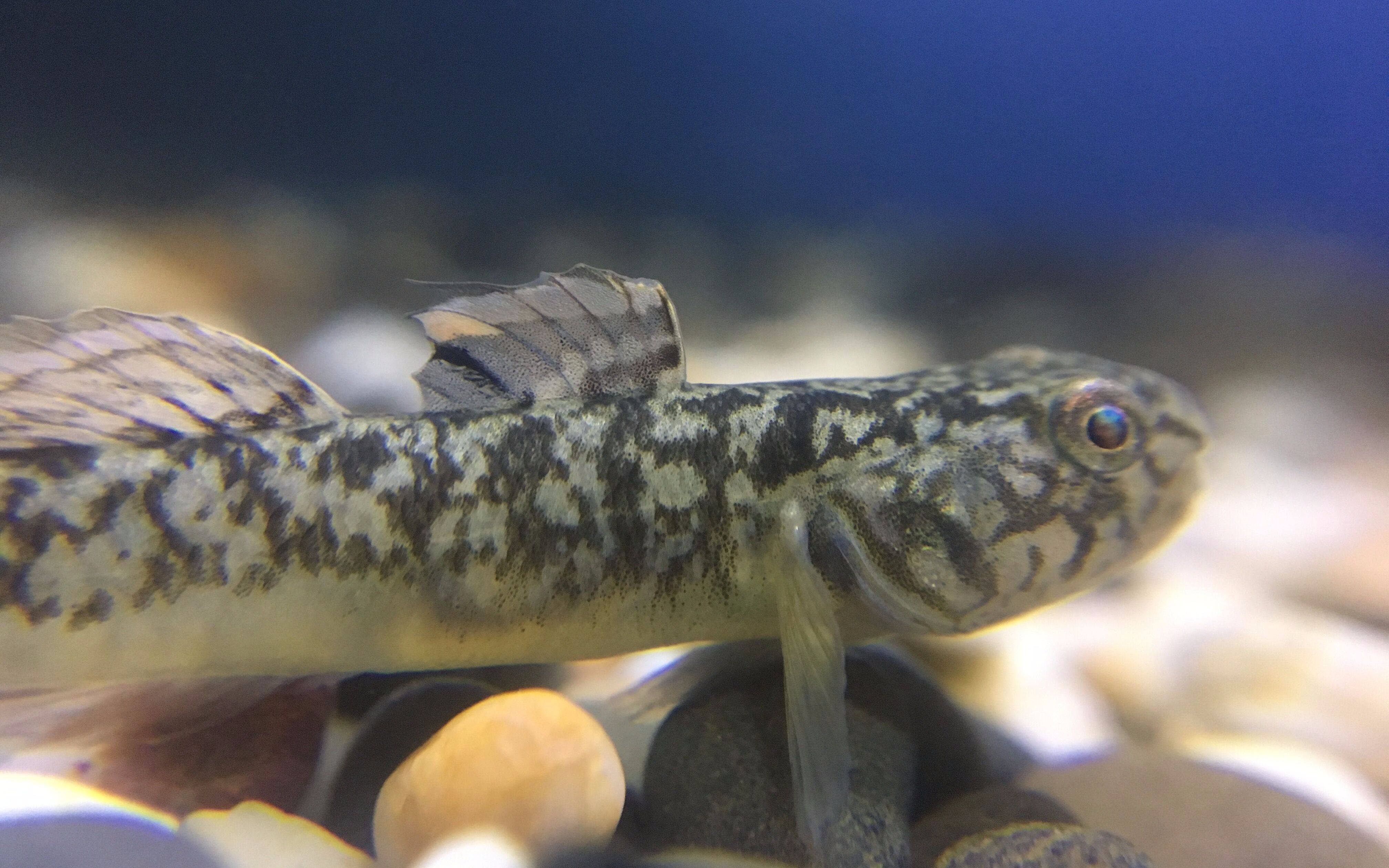 【粘皮鲻虾虎】微距镜头下的可爱生灵