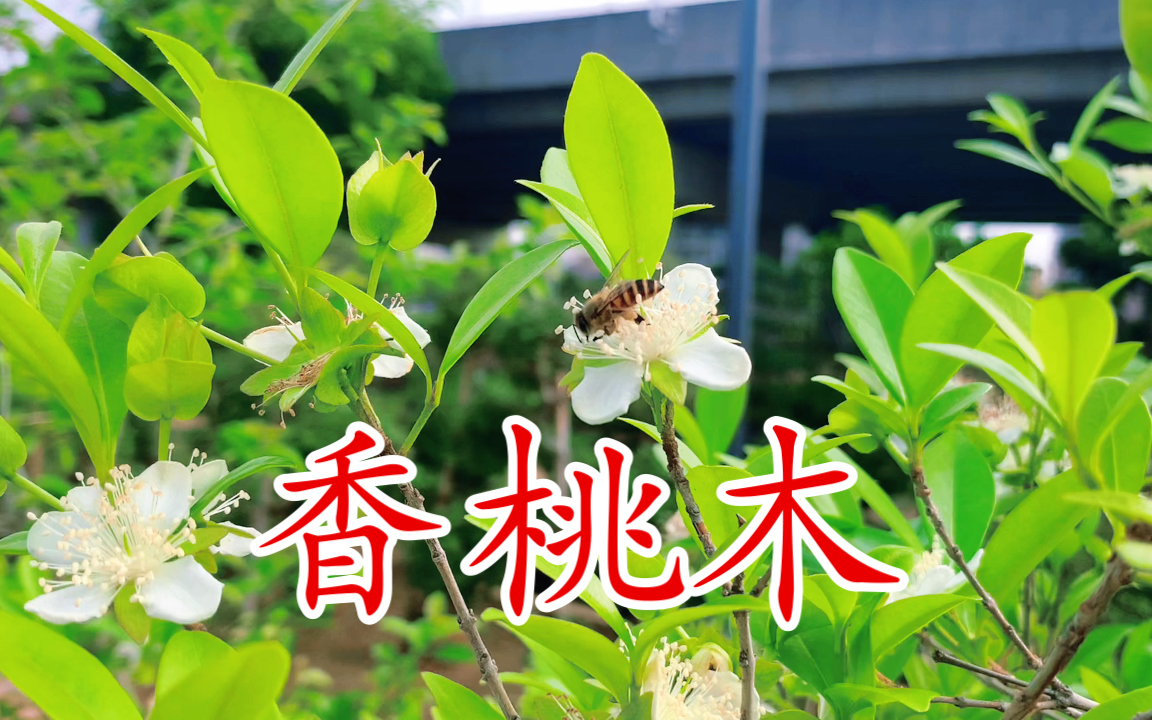 【香桃木】学名:Myrtus communis Linn.)桃金娘科常绿灌木,分布于东南亚、中国南部地区,喜温暖、湿润气候.主要用于城市绿化,也可药用及提炼精油...