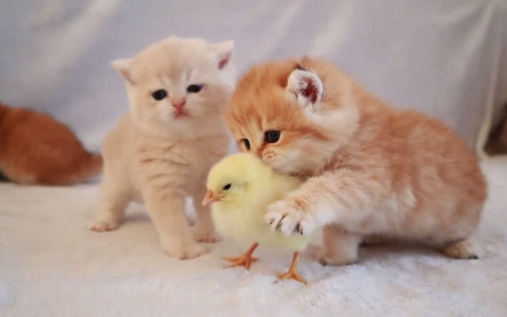 这怕是要萌化老夫的少女心:初生的小猫和小小鸡_哔哩哔哩_bilibili