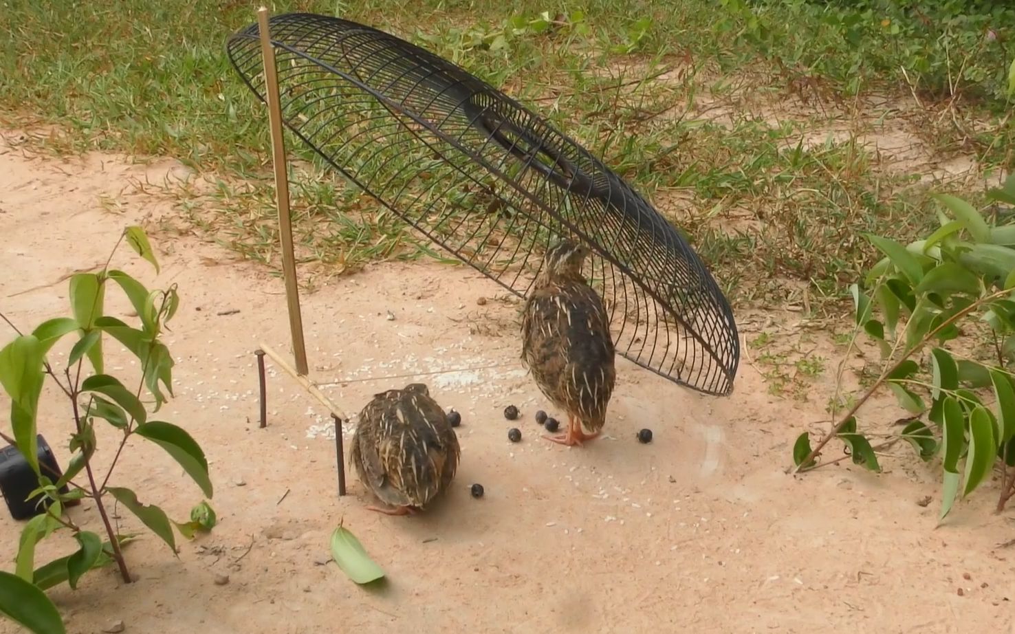 捕鸟器的全部相关视频_bilibili_哔哩哔哩弹幕视频网