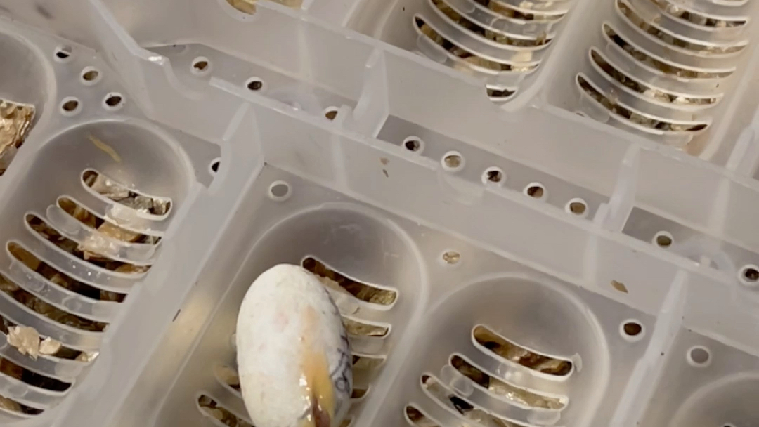 【睫角守宫】2020最后一颗蛋的出壳日记_哔哩哔哩_bilibili