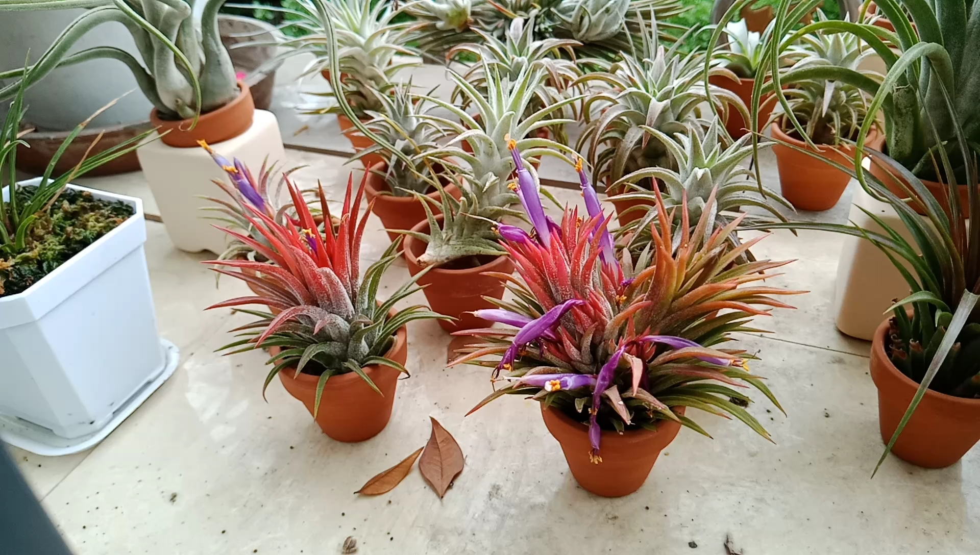 空气凤梨re:希望之花!精灵中唯一的幸存者!