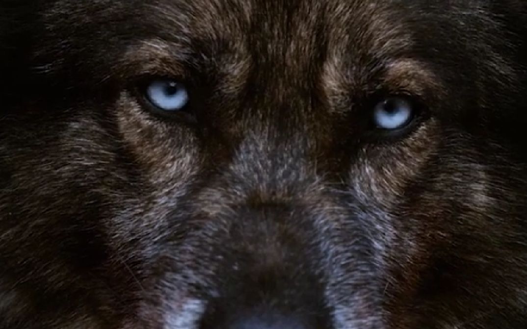 推荐一部生猛的电影,凶狠的狼狗疯狂屠城,展开杀戮,警察不仅没有杀死