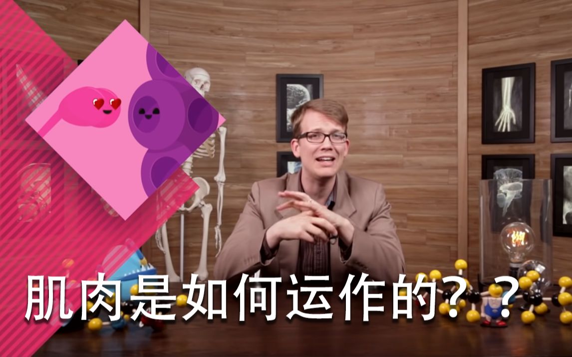 肌肉细胞之间的罗密欧史CrashCourse哔哩哔哩bilibili