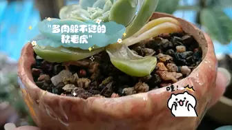 下载视频: 多肉躲不过的秋老虎