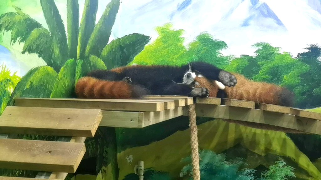【紫马岭小熊猫】糕糕我呀 伸懒腰 睡觉觉啦