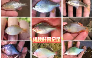 Tải video: 初秋野采，一次性解锁十多种鳑鲏和鱊