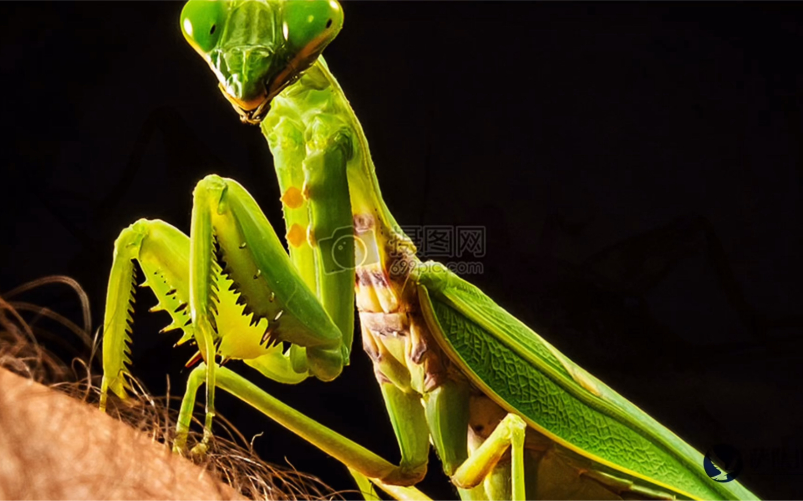 动物世界 镰刀手螳螂,快如闪电