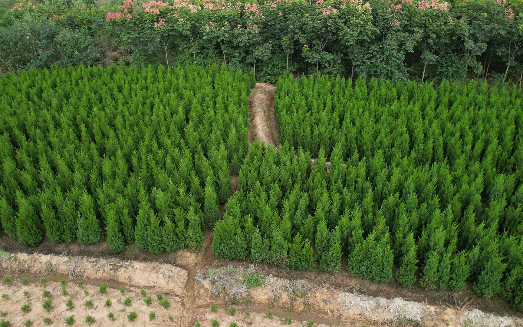 蜀桧航拍 #蜀桧航拍 蜀桧种植地 2米蜀桧 #2米蜀桧