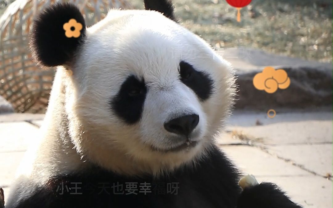 大熊猫白天|白天妹妹喜欢侧着或者背身吃东西,我一直盯着拍它,它终于