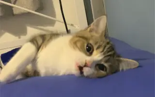 只是一个世界上最可爱的猫的短视频