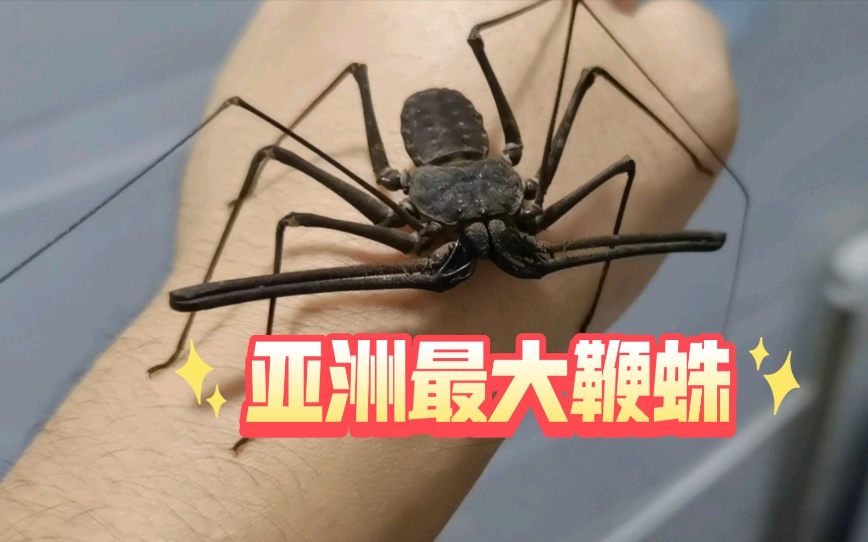 东方鬼鞭蛛,酷似外星生物超怪异但很温顺,放在手上很老实的超帅宠物