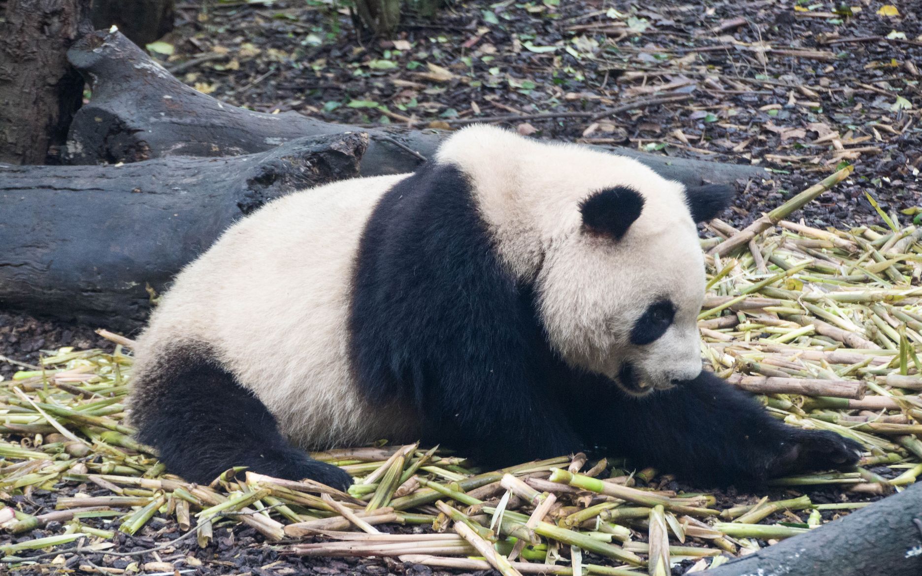 你见过这样懒的大熊猫吗?
