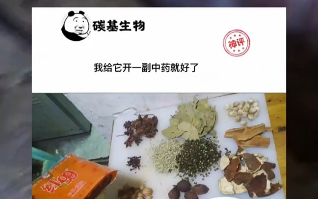 给狗开一副中药?