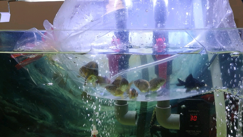 新鱼入缸过温过水