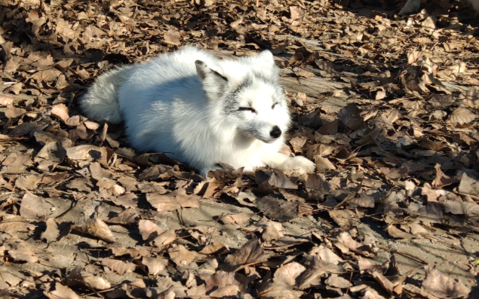 狐狸嘤嘤怪熊猫狐
