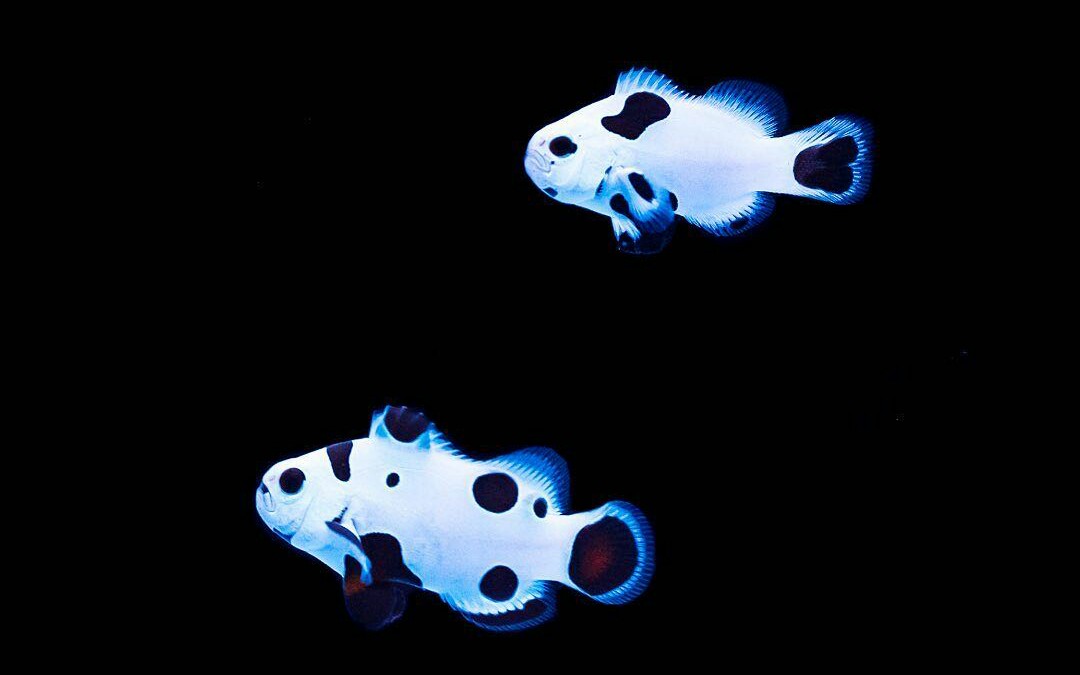 网购高级雪印小丑