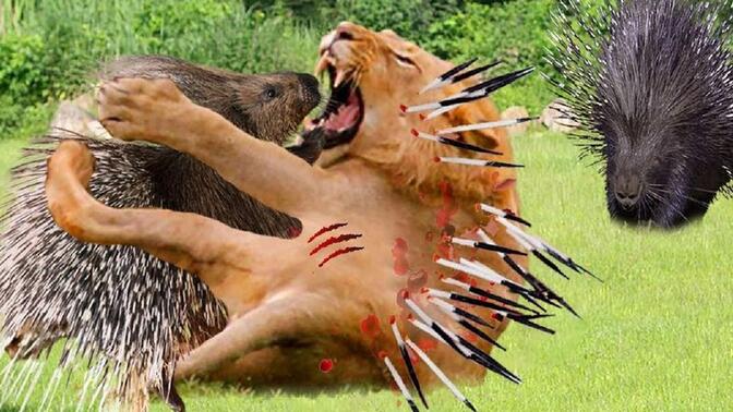 痛苦的狮子被数百根豪猪刺刺死的恐怖时刻,疯狂的野生动物攻击!