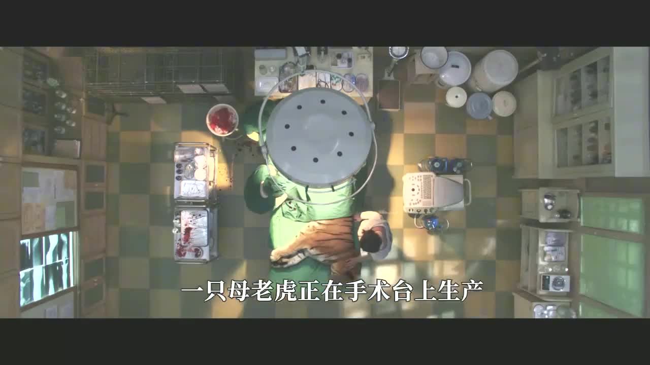 女孩给小老虎做人工呼吸,成功救下一只小老虎,感人动物电影