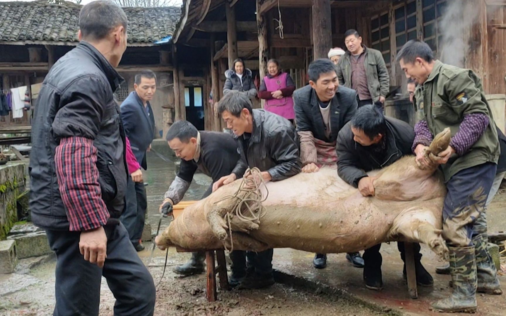 杀猪照片搞笑图片