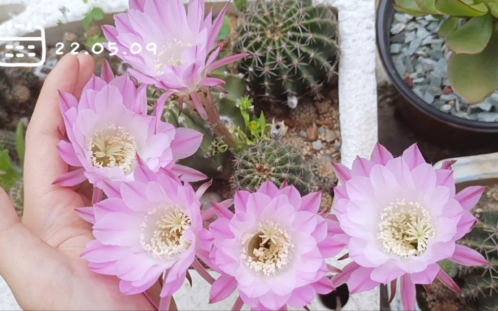 仙人球彩草开花啦