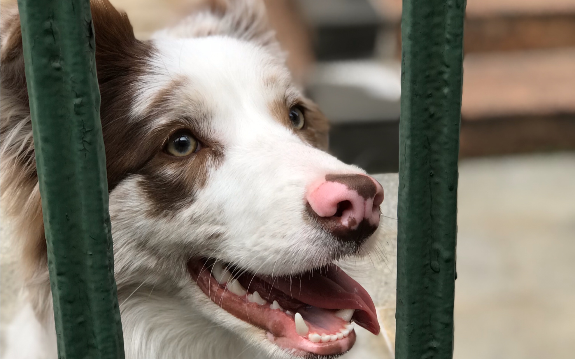 【边牧小资】全站首只红陨石在线狂奔!进来感受中国速度～_哔哩哔哩_b