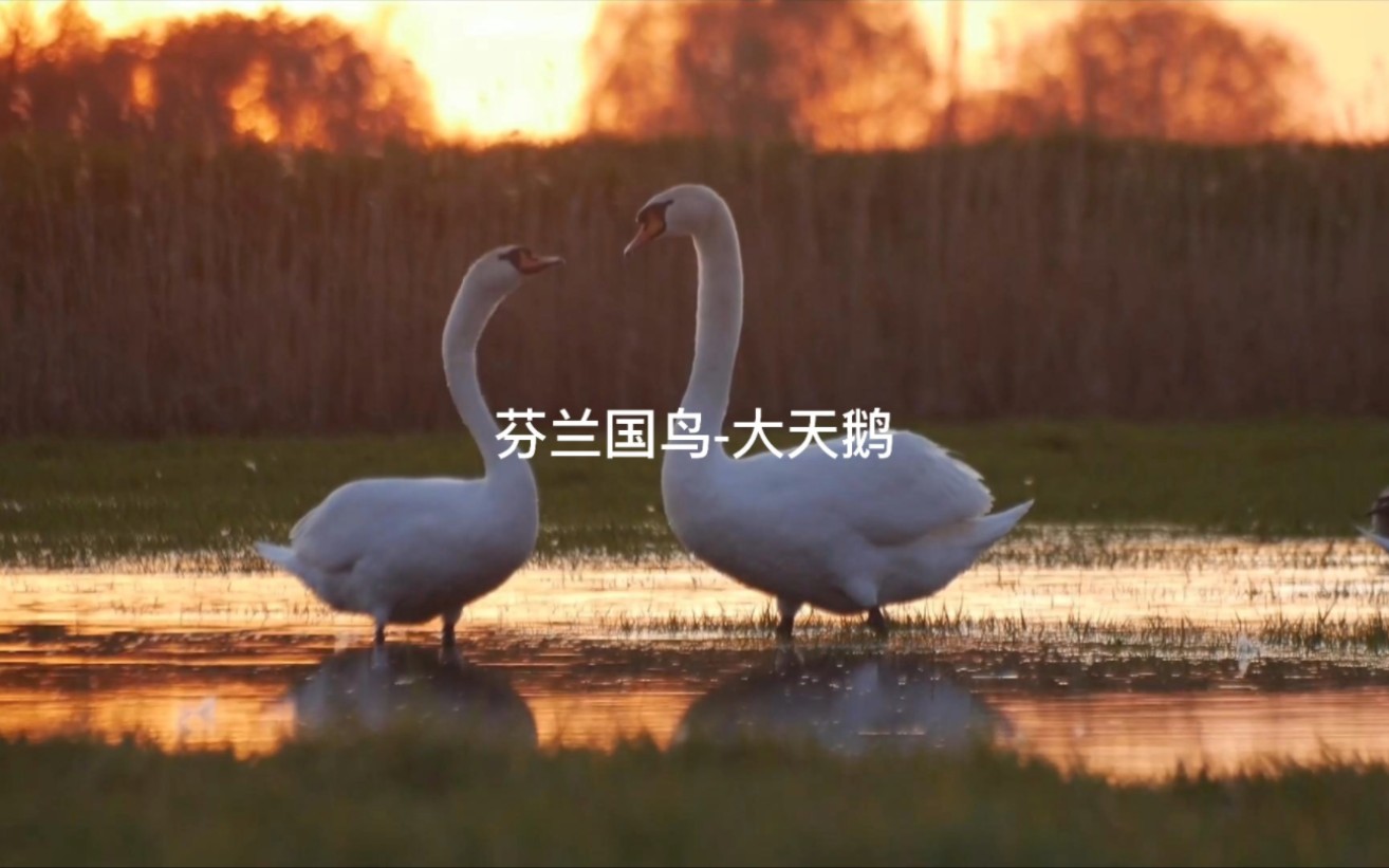 芬兰的国鸟大天鹅图片