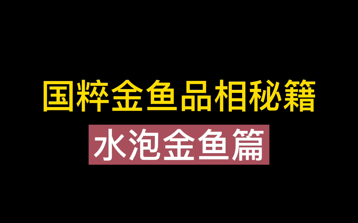 国粹金鱼品相秘籍,水泡金鱼篇,个人最喜欢朱砂红水泡,但是呢?价格有点让人望而却步哔哩哔哩bilibili