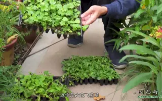宿根草花 搜索结果 哔哩哔哩弹幕视频网 つロ乾杯 Bilibili 宿根草花 搜索结果 哔哩哔哩弹幕视频网 つロ乾杯 Bilibili